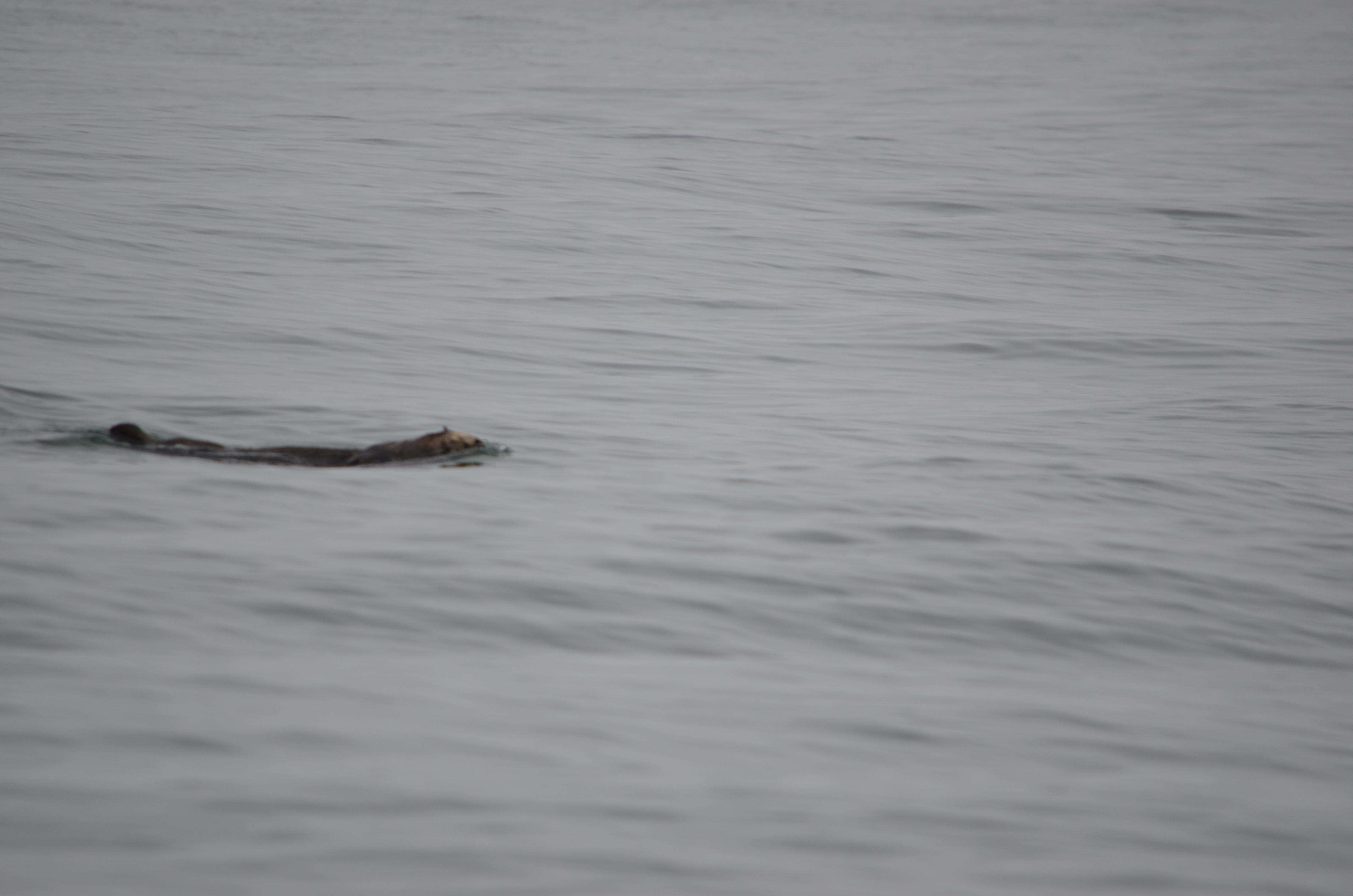 photos/wildlife/Mammal_Species/Sea Otter/DSC_0333.JPG